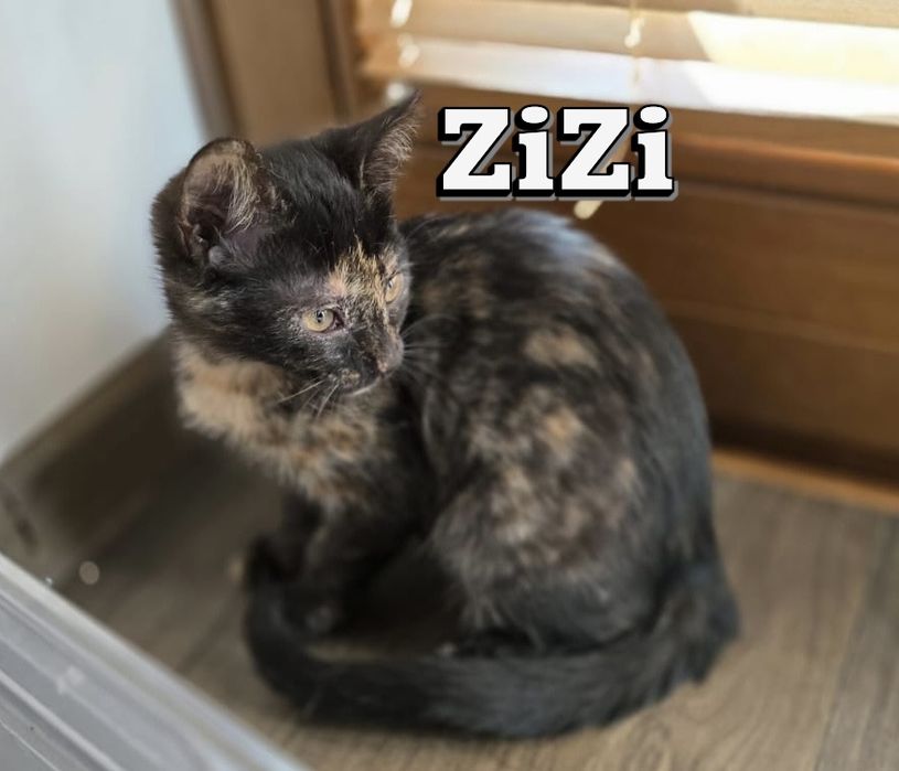 Małe kociaki szukają domków