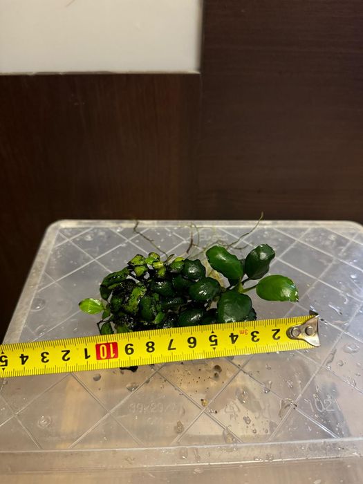 Rośliny akwariowe anubias i inne