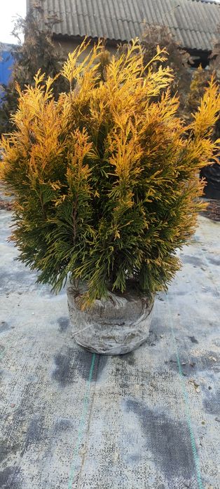 Thuja plicata Goldy Forever