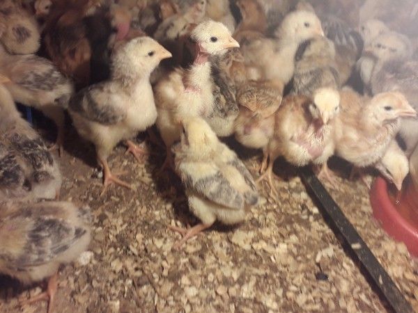 Продаю курчат Чернівці