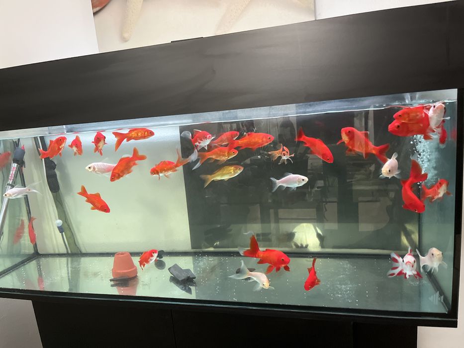 Peixe de agua fria