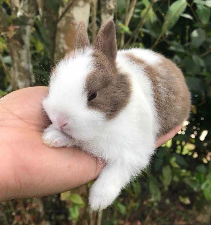 KIT Coelhos anões mini holandês e angorá desparasitados