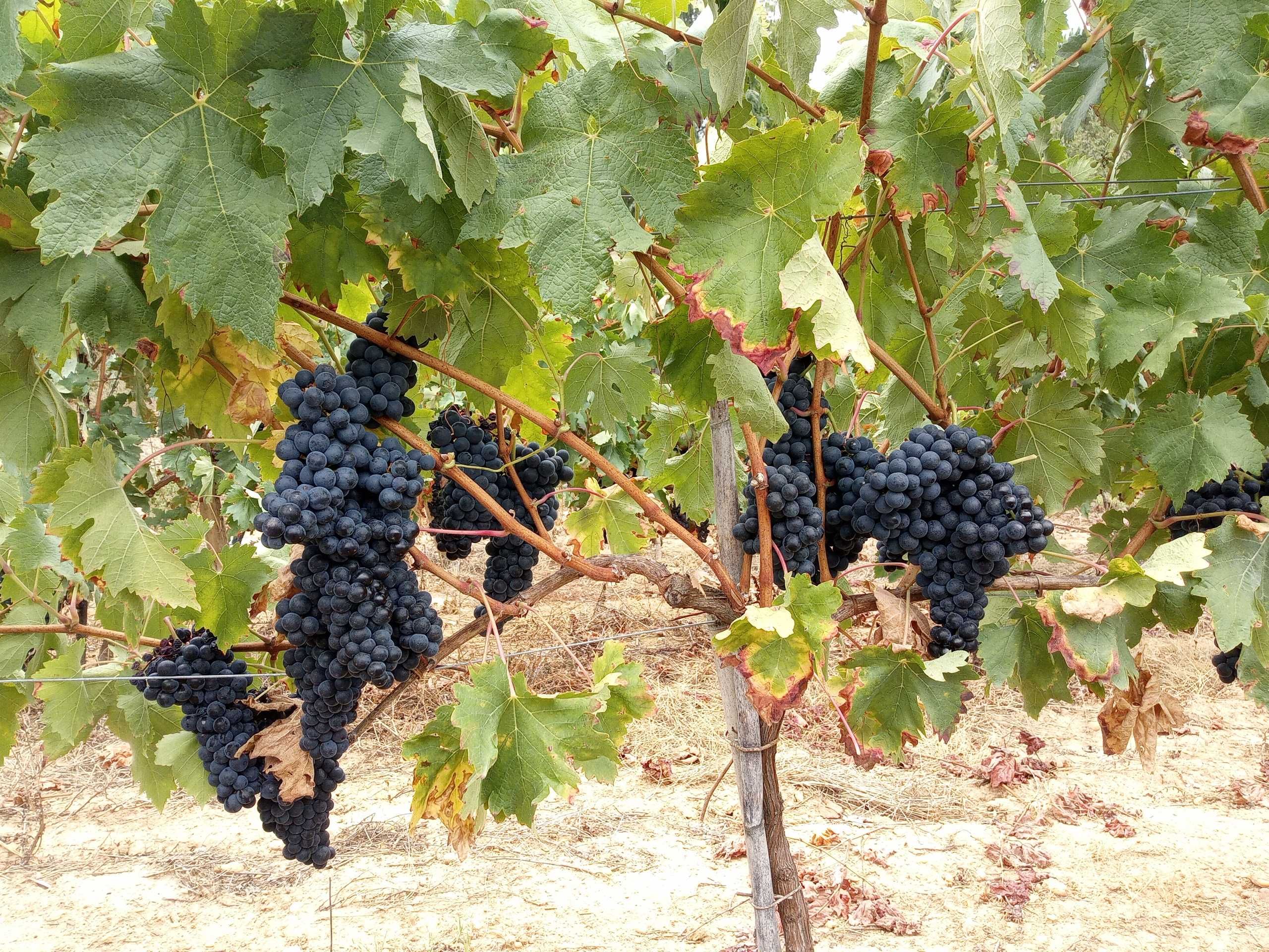Vinha jovem com perto de 2 hectares