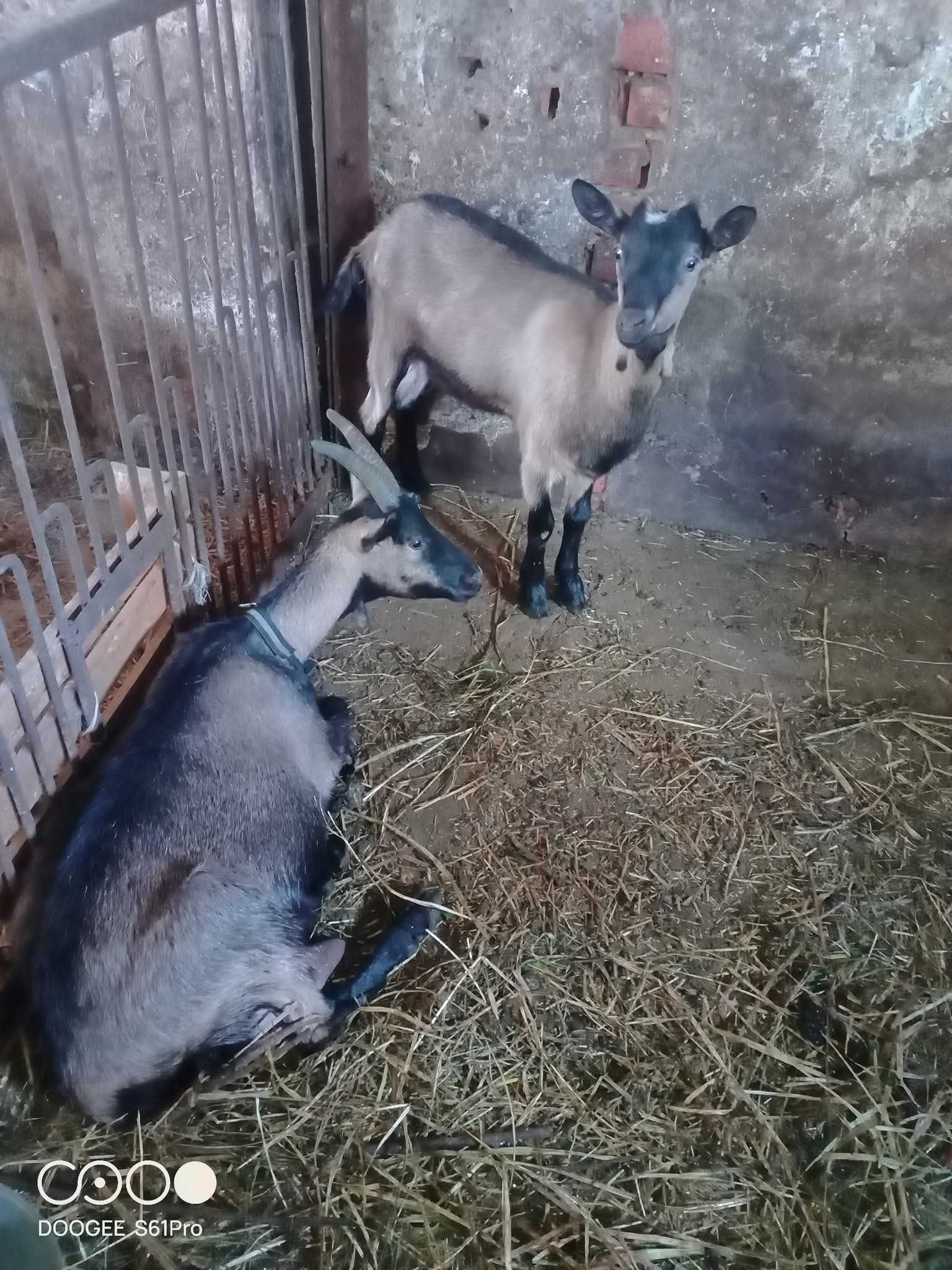 Sprzedam kozy z młodym