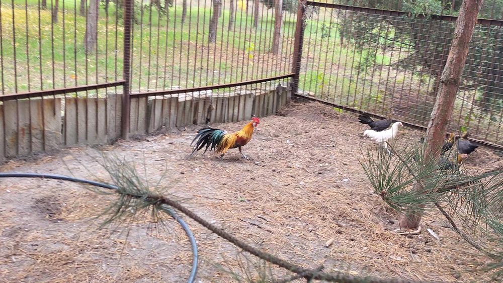 Фенікс кури продам