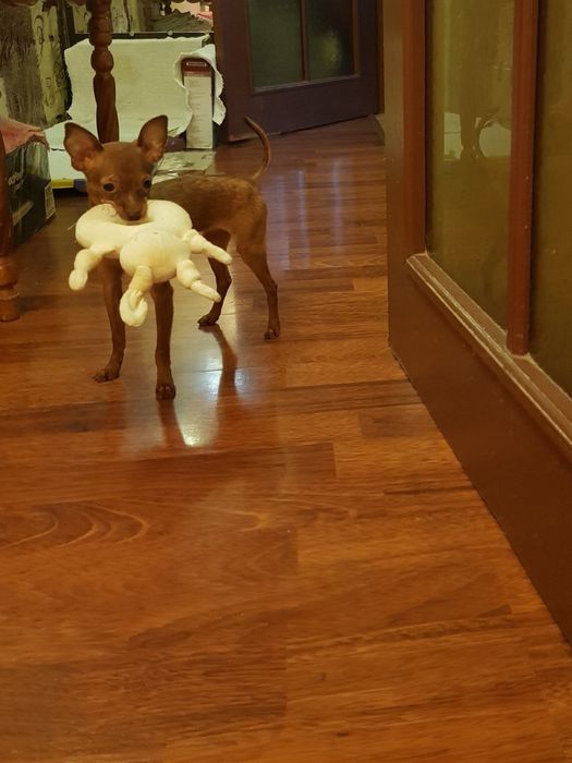 Девочки разных размеров,отЧемпионов. 3мес 10дн. Док.КСУ,чип,привита