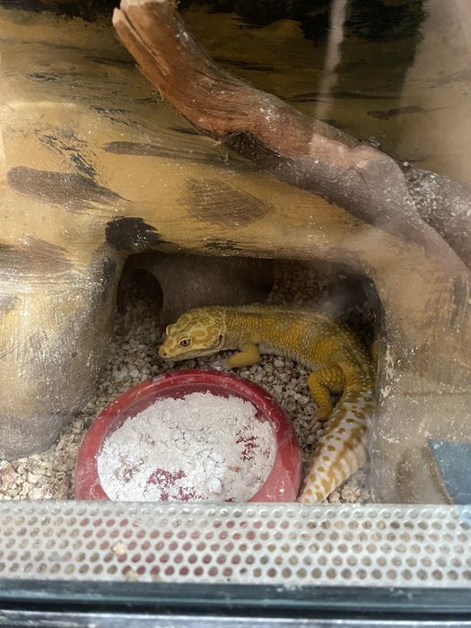 Gekon Lamparci wraz z terrarium