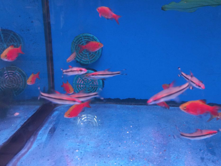 Barbo Rosy \ pethia conchonius 4-5cm