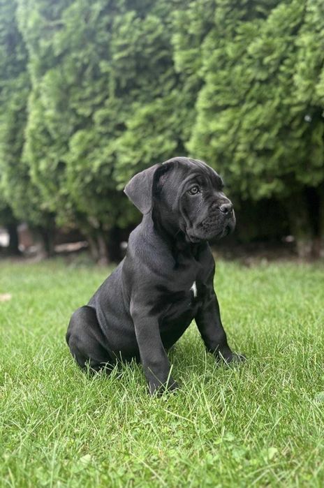 Cane Corso Mocny Chłopak