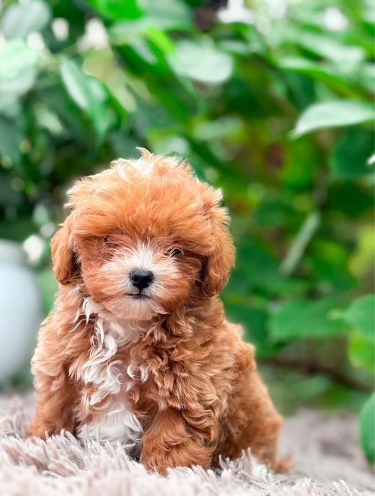 Mini maltipoo szkolenie wyprawka badania rodowód