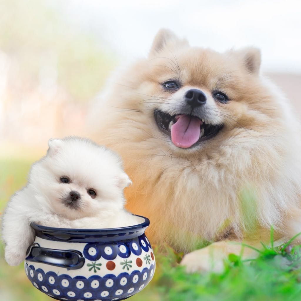 Szpic miniaturowy pomeranian