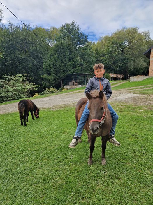 Sprzedam ogiereka kucyka.