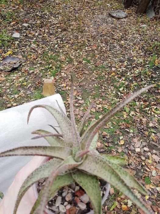 Алое Рауха Сноу Флейк и Алое Безымянный