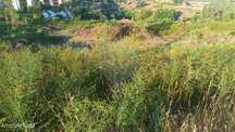 Terreno  para venda
