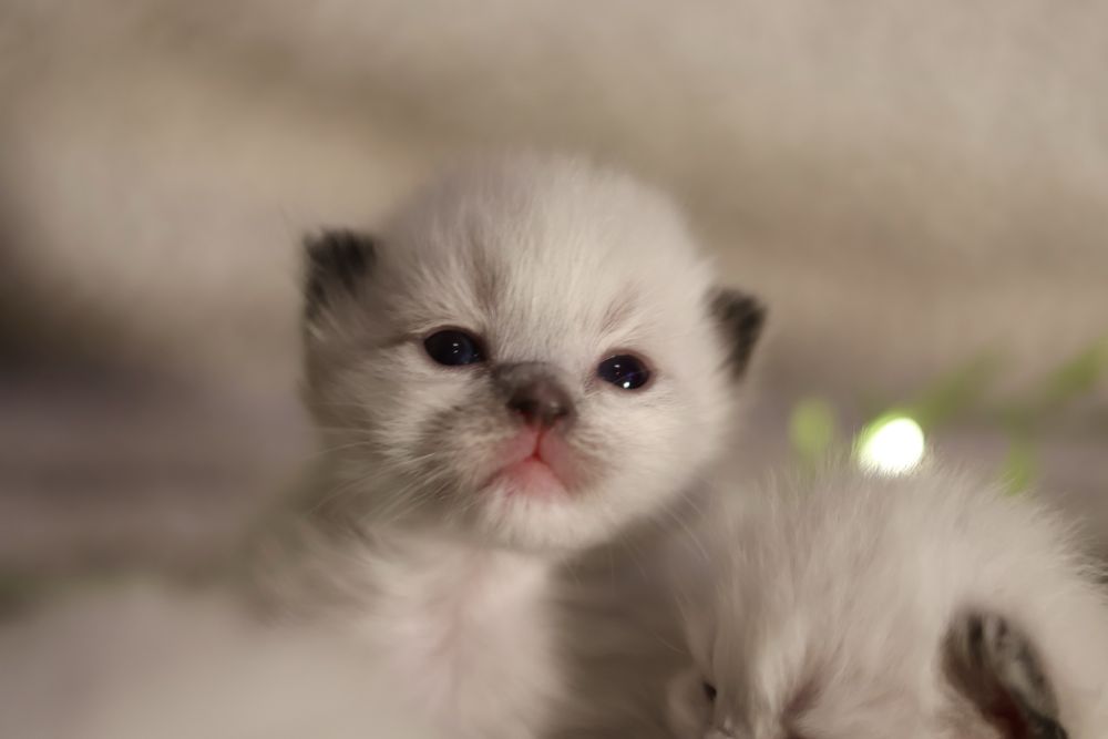 Ragdoll najlepszy twoj przyjaciel
