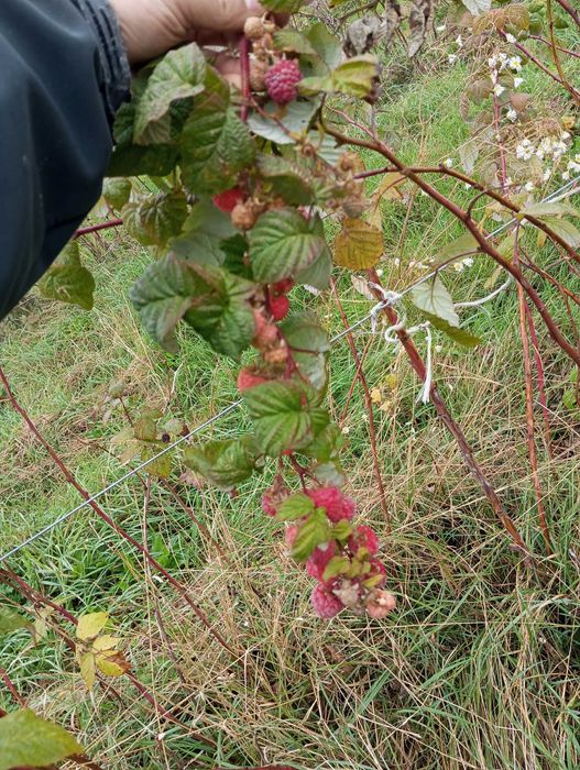 Sadzonki malin, jeżyn bezkolcowe ( Glen Ample, Polar, Navaho)