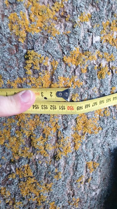 Oddam za wycinkę dwa drzewa:  jesion i orzech