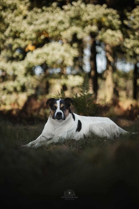 Adwent- duży wesoły przytulak w typie boksera ADOPCJA