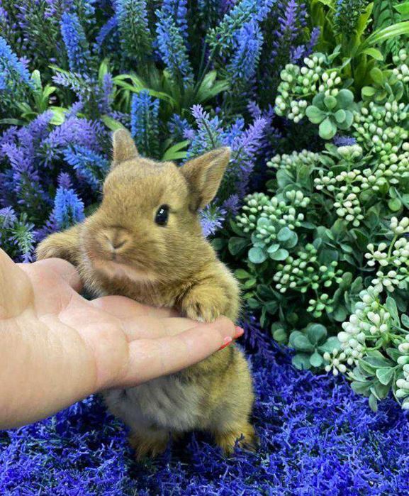 Декоративний карликовий кролик, білячий карлик, міні