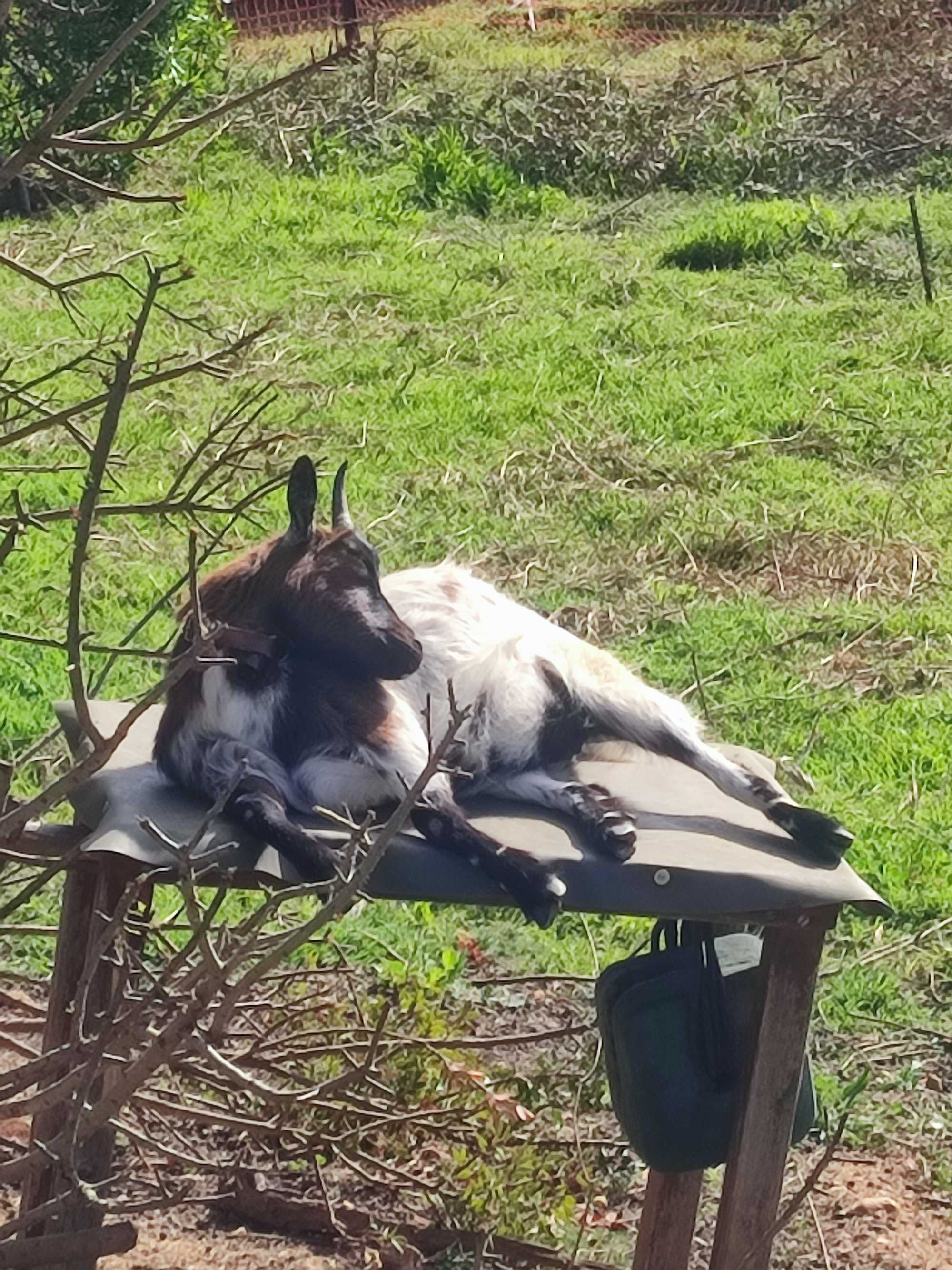 Cabras anãs da África Ocidental para venda.