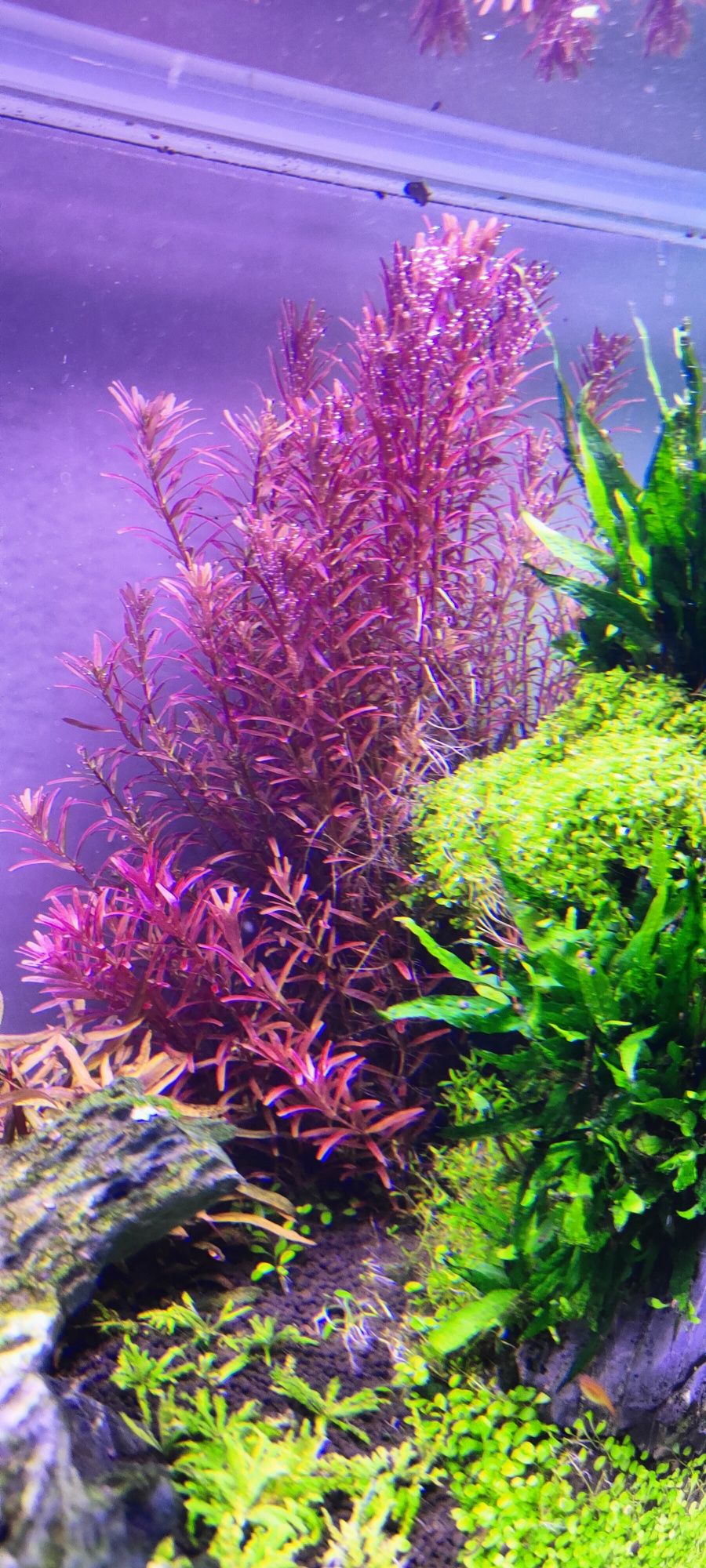 Rotala singapore blood red