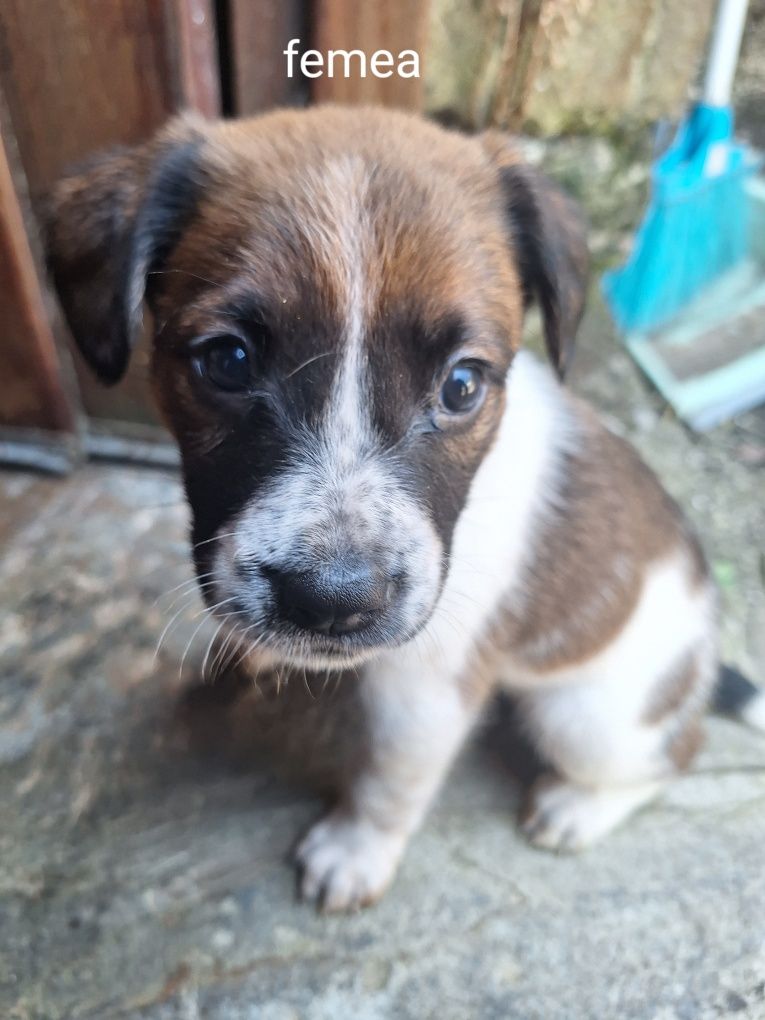 Cachorrinhos porte médio