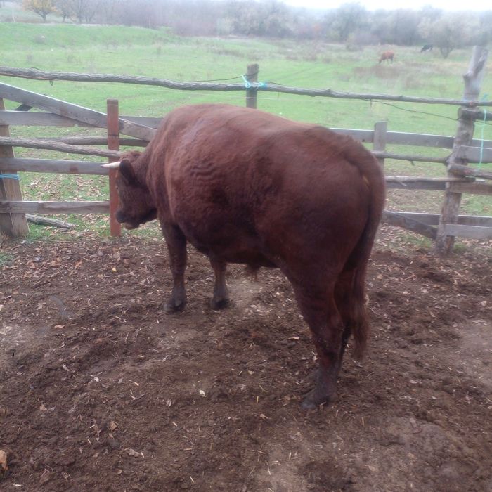 Продам биків живою вагою