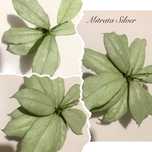 Хойя Hoya Mitrata Silver