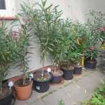 Sprzedam Oleander w donicach