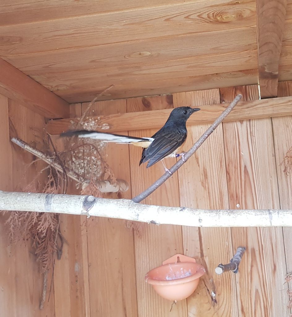 Drozd szama - copsychus malabaricus