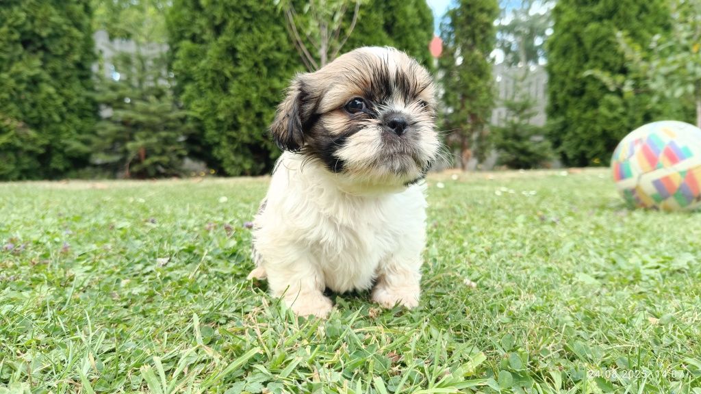 Piesek shih tzu szczeniak