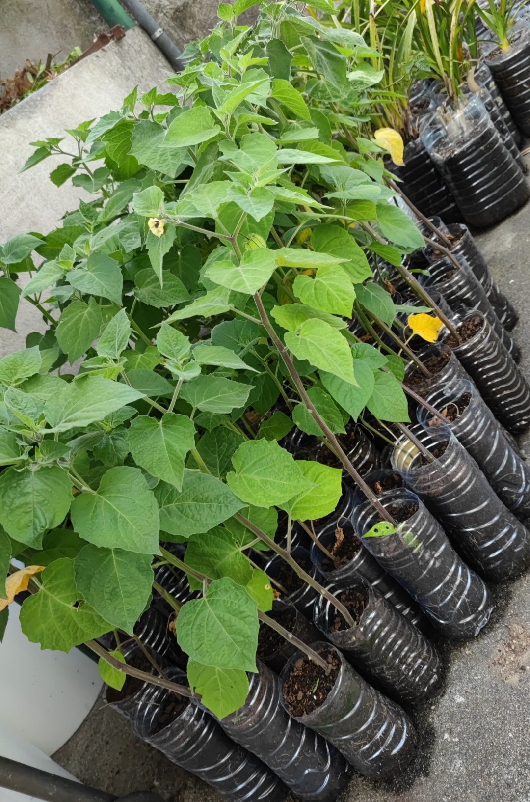 Framboesas amarelas e vermelhas, physalis, amoreiras