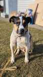 Adwent -duży bokserkowaty super przyjazny pies ADOPCJIA