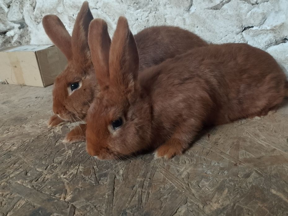 Króliki nowozelandzki czerwony