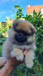 Pomeranian Szpic Miniaturowy