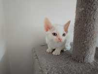 Biała kotka Devon Rex "Bella"