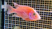 Aulonocara  Dragon Blood macho