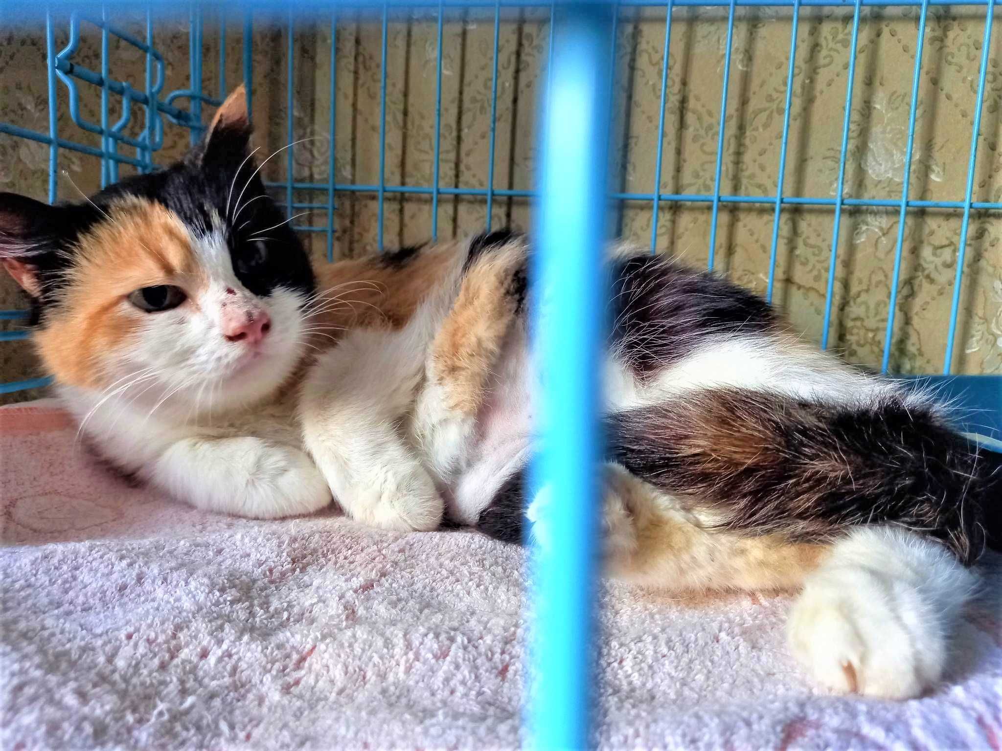 Afina piękna kotka trikolorka, o niezależnym charakterze