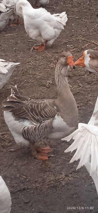 Гуси холмогори . Молоді 2024 рік.