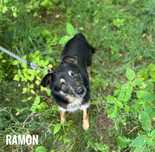 Przyjazny, 2 letni Ramon, adopcja za darmo oddam