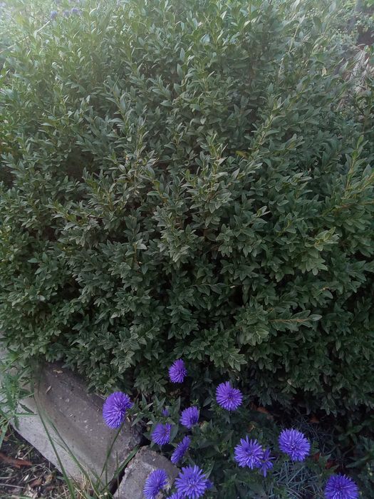 Ялівець та самшит