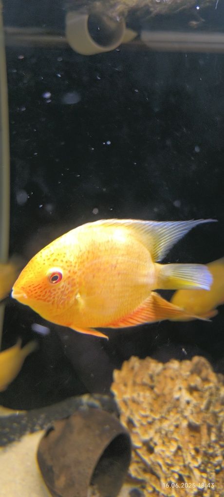Pielęgnice severum gold