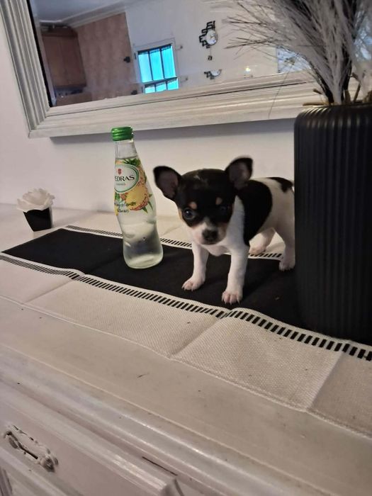 Pinscher miniatura tricolor - fêmea