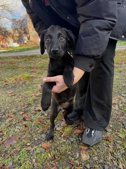 Віддам в добрі руки  цуценя дівчинка Луна (орієнтовно 3 місяці)