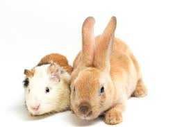 Żwirek dębowy z roztocza 40L dla kota królika gryzoni świnki morskiej