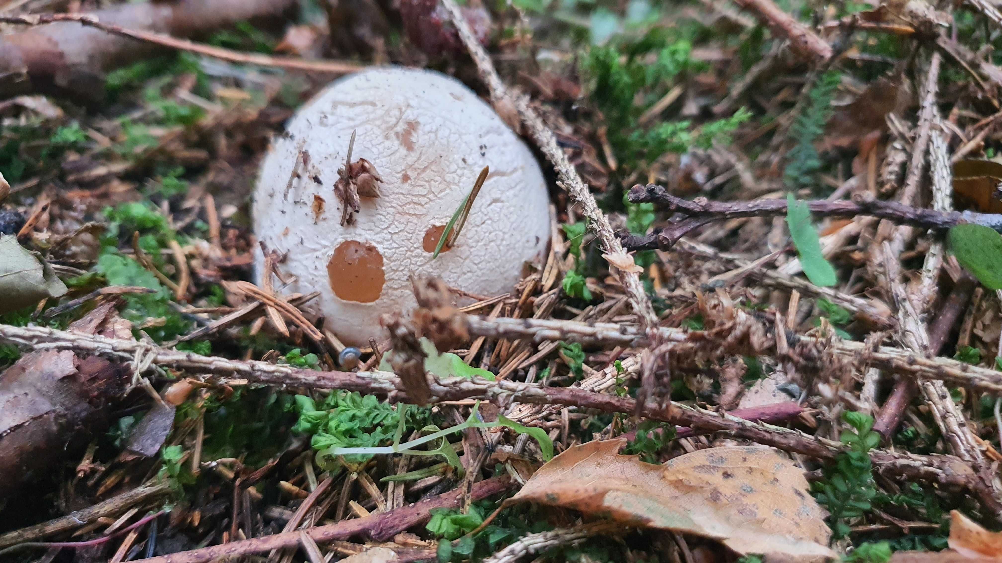 Sromotnik bezwstydny Phallus impudicus L.  smrodliwy jajo