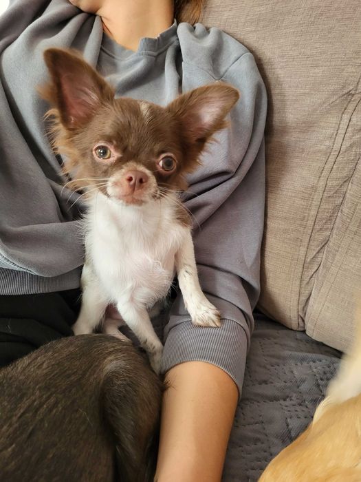 Chiuhuahua długowłosy piesek