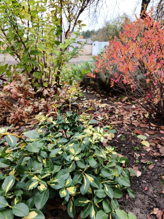 Продам дачу с/т Лада (Чайка)