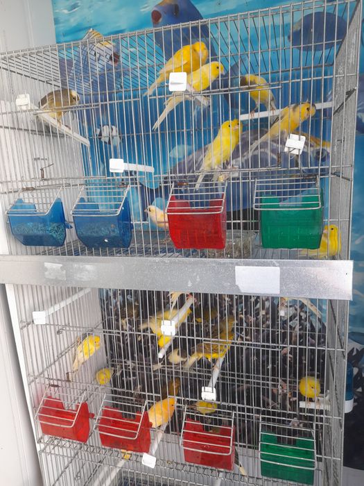 Canarios machos e femeas