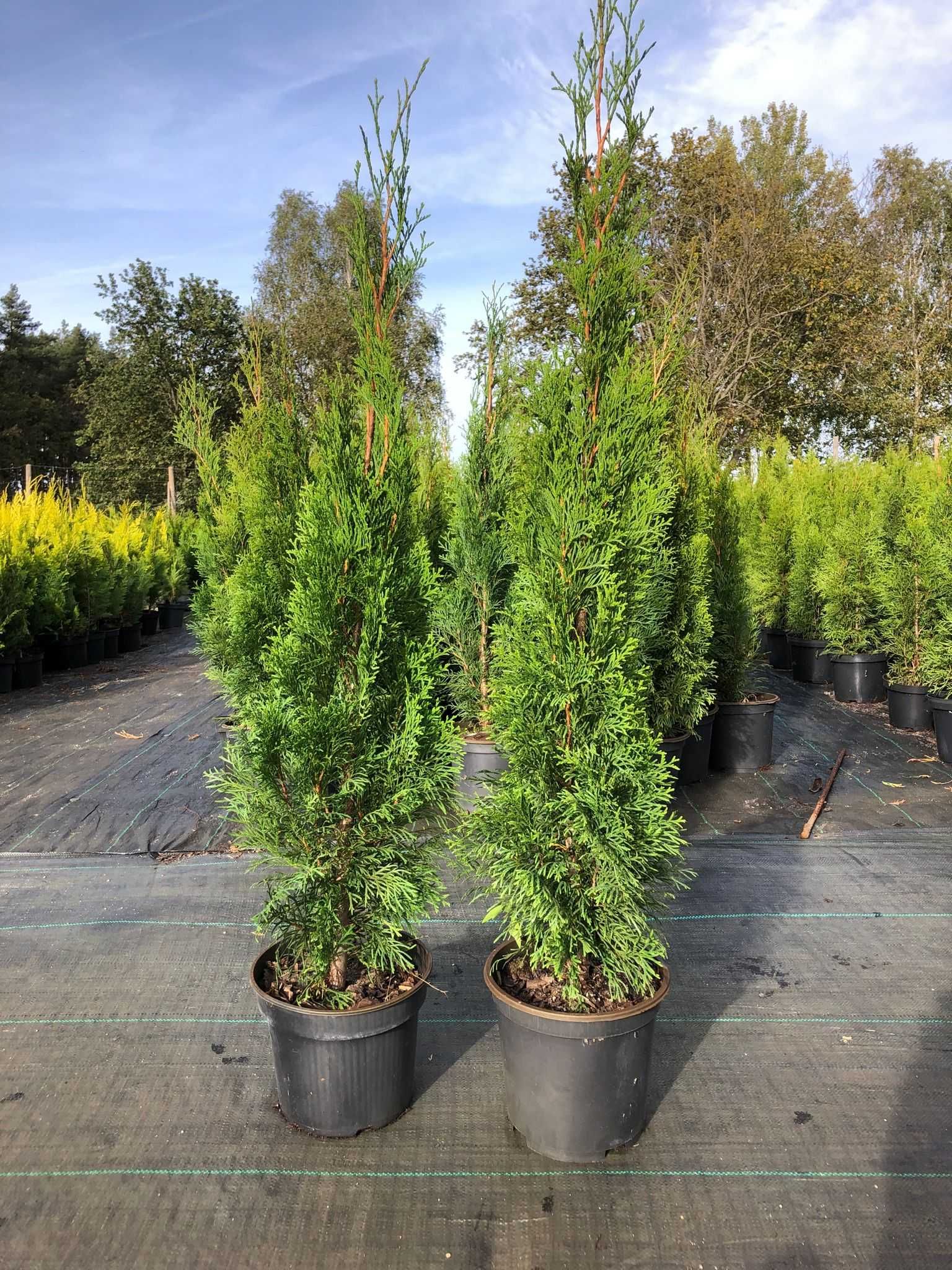 Tuja Thuja Szmaragd doniczka 3 litry, 90-100cm wysokości